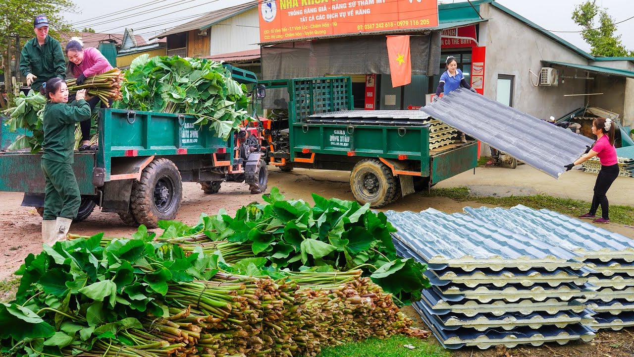Use Truck To Transport Roofing Sheets for XUÂN - Transport Taro Plants To Villagers Raising Pigs
