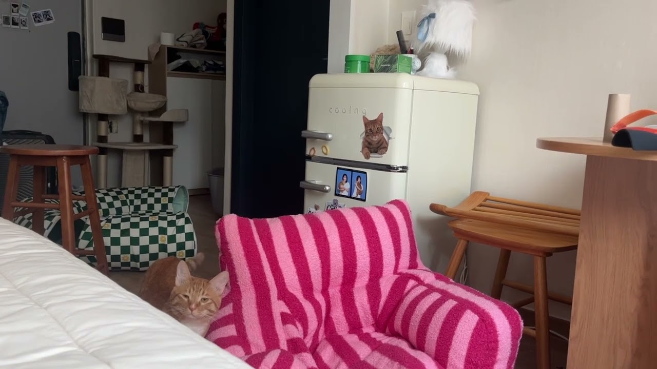 꼬리로 먼저 다가오는 그림자#cat #catlover#neko#reels #pets#kitty