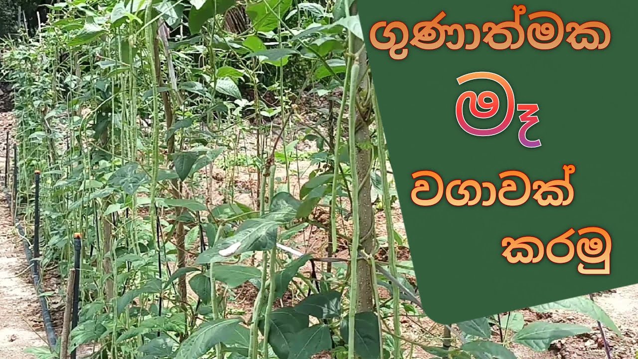 වස විසෙන් තොර ගුණාත්මක බවින් යුතු මෑ වගාවක්.