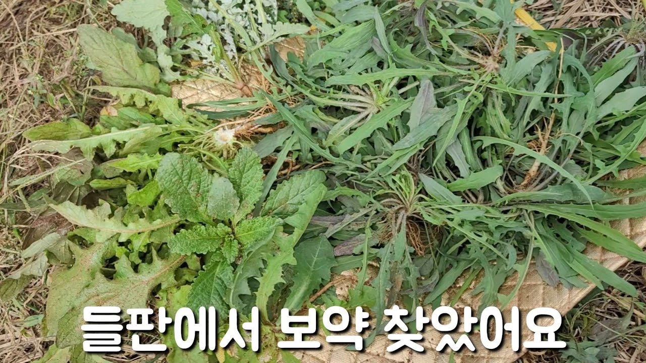 들판에서 귀한 보약나물 가세씀바귀 뜯어왔어요 몰래 먹었어요