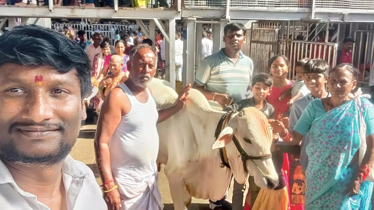 వేములవాడ కోడె కట్టుట సమర్పణ 01.06.2025