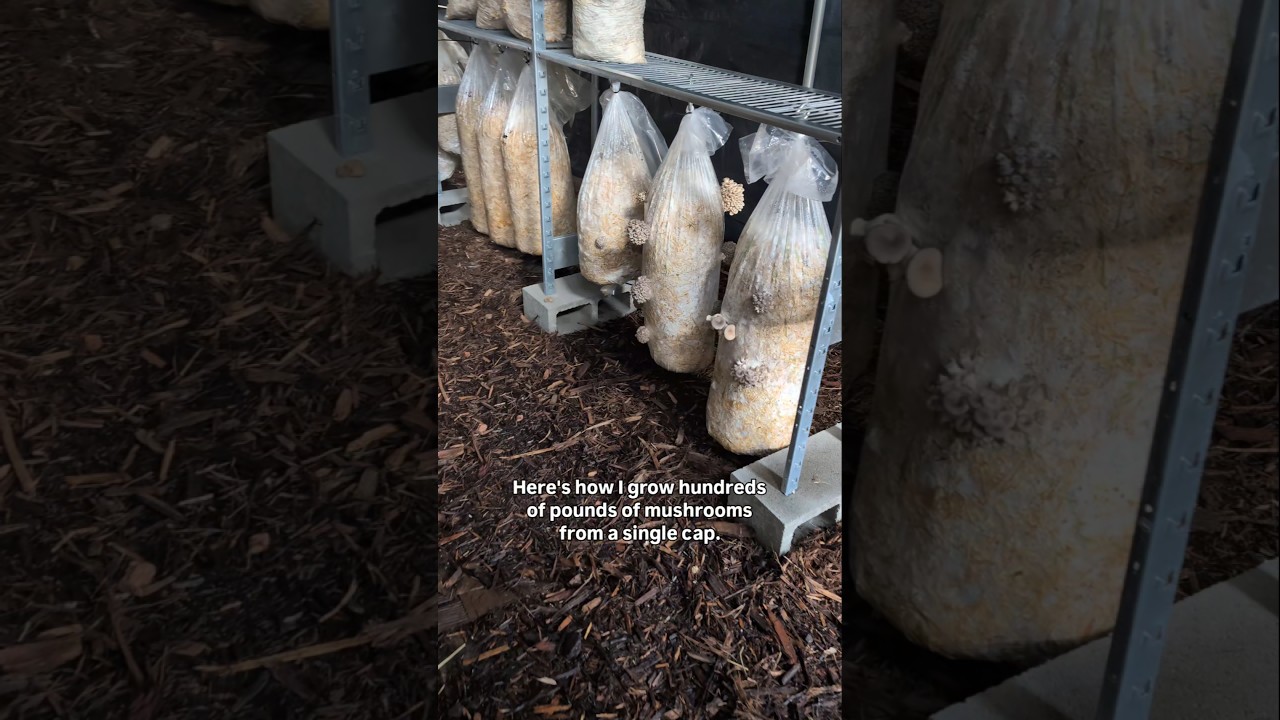 How I grow mushrooms from spores 👨&zwj;🌾 #mycology #urbanfarming