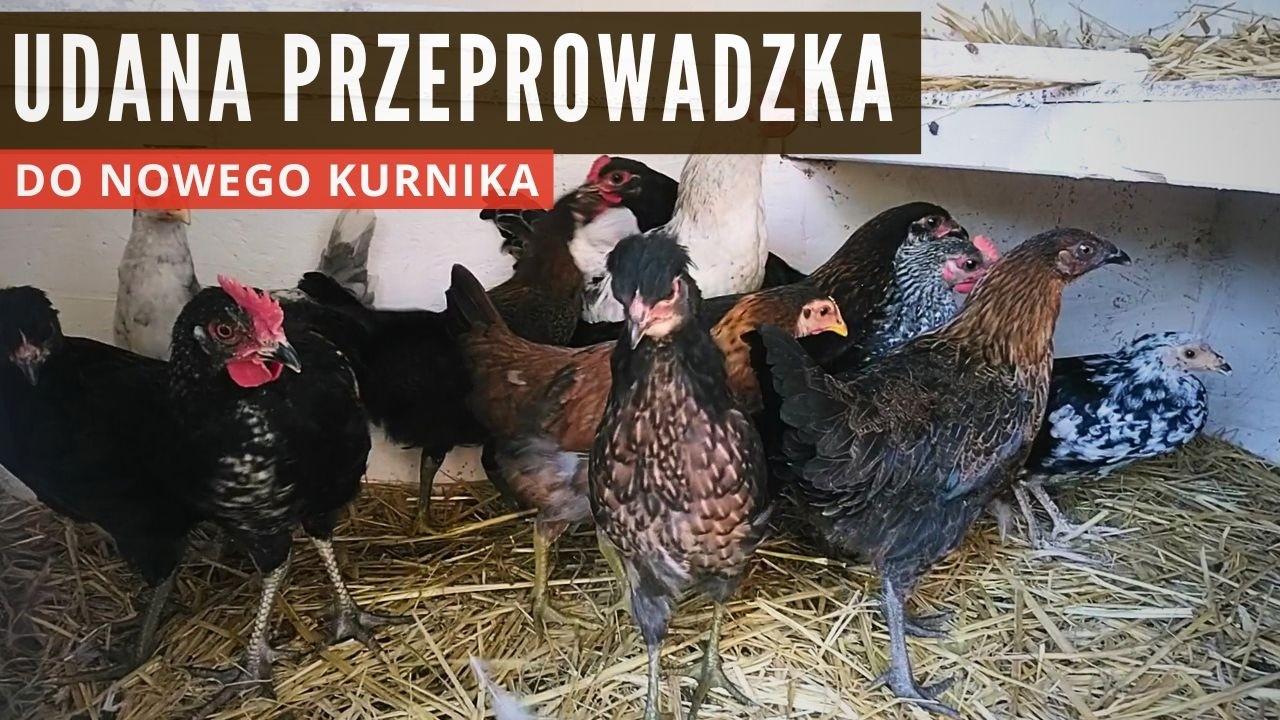 Kurczaki w kurniku - udana przeprowadzka młodych kur #kury #kurczaki #kurnik #chicken #chickencoop