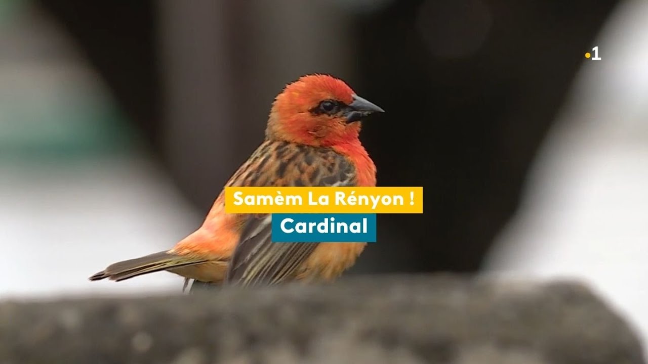 Samèm La Rényon, cardinal
