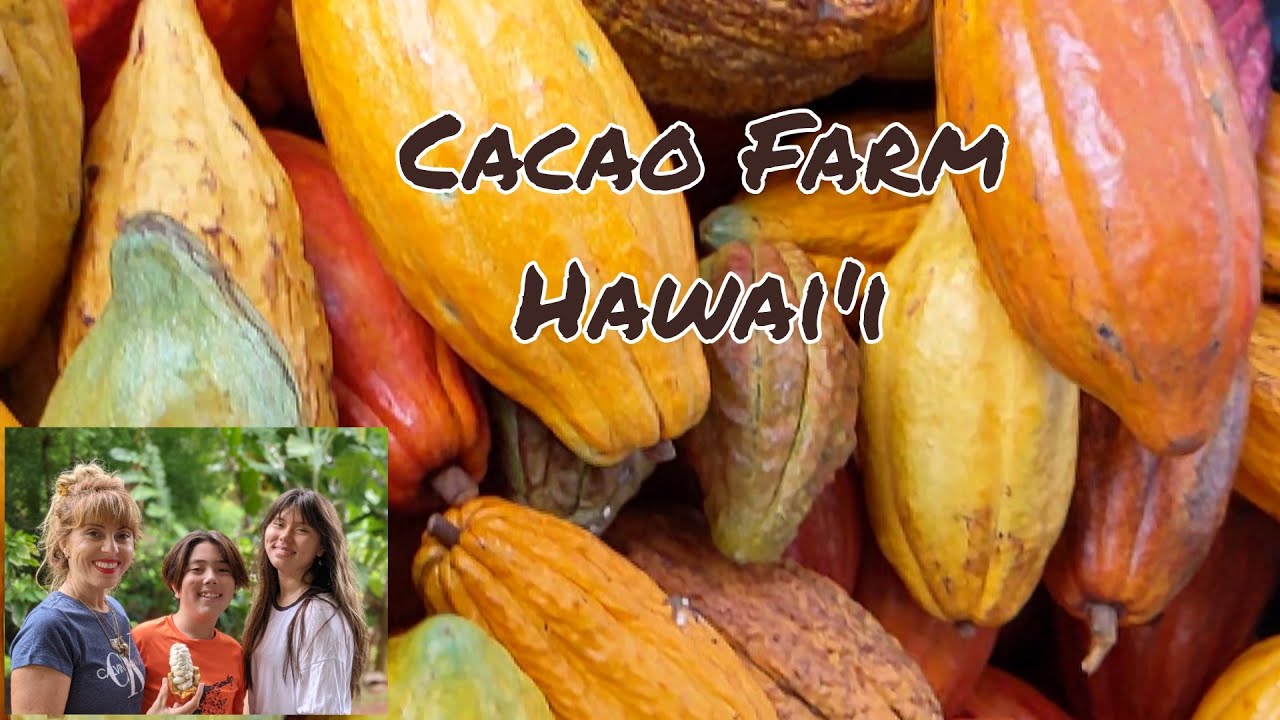 HAWAII TOURS: Cacao Farm Tour and Chocolate Tasting in 4K