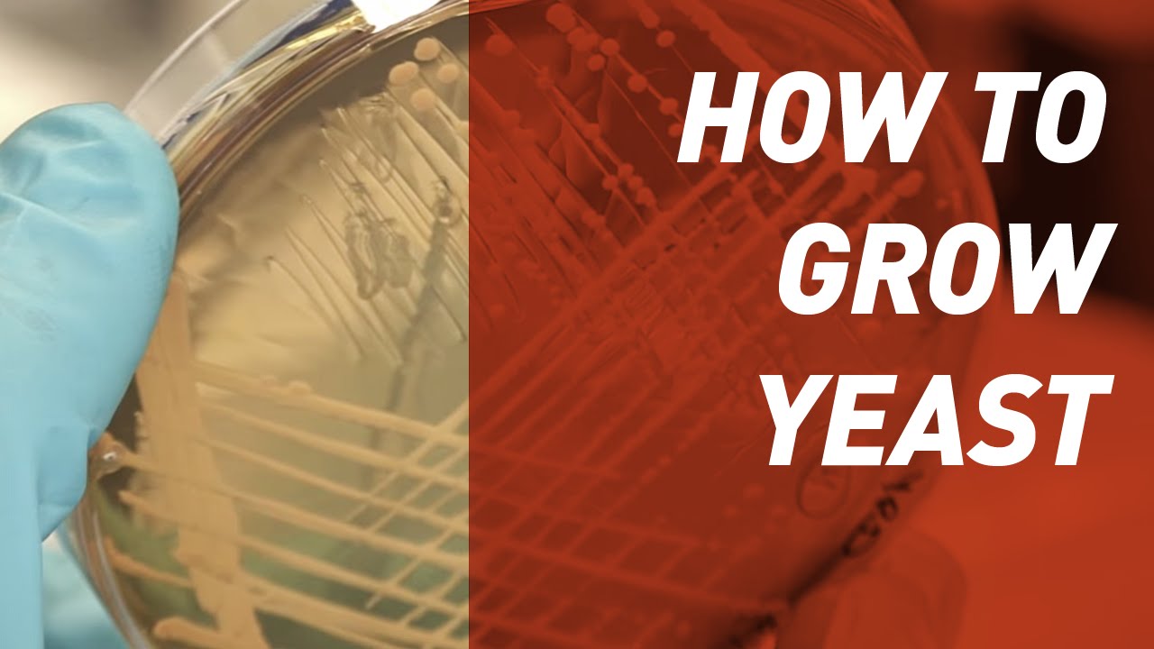 How to grow Yeast - Singer Instruments
