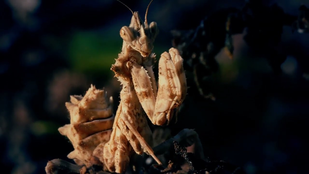 Mantis Blepharopsis mendica 4k | FUEREVENTURA