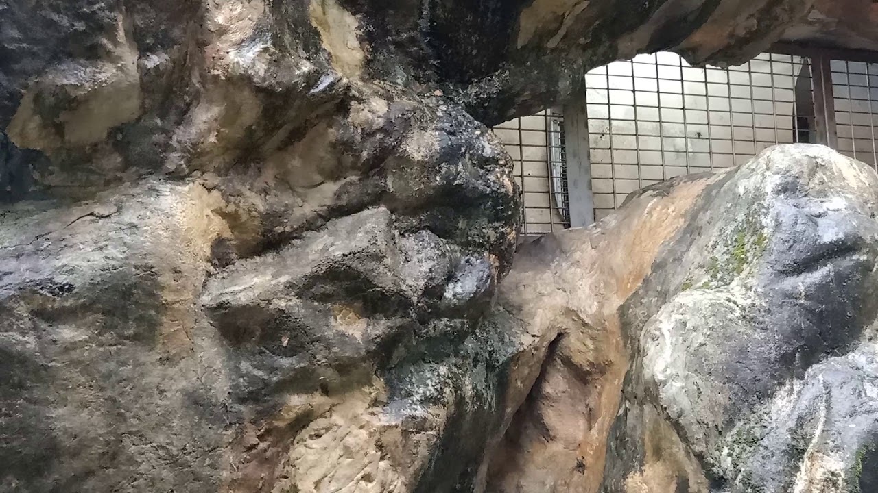 20191207動物園東非狒狒叫聲（The Noises of Olive Baboons）