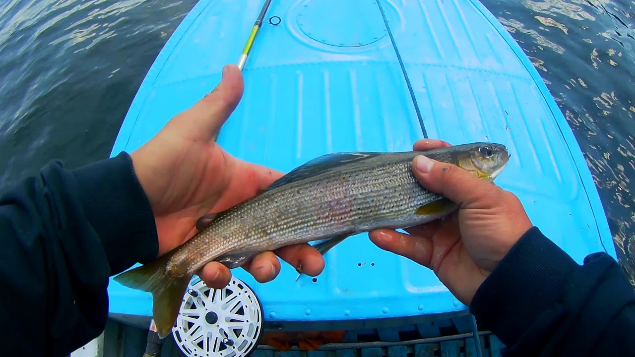 Хариус в разгар лета 2019