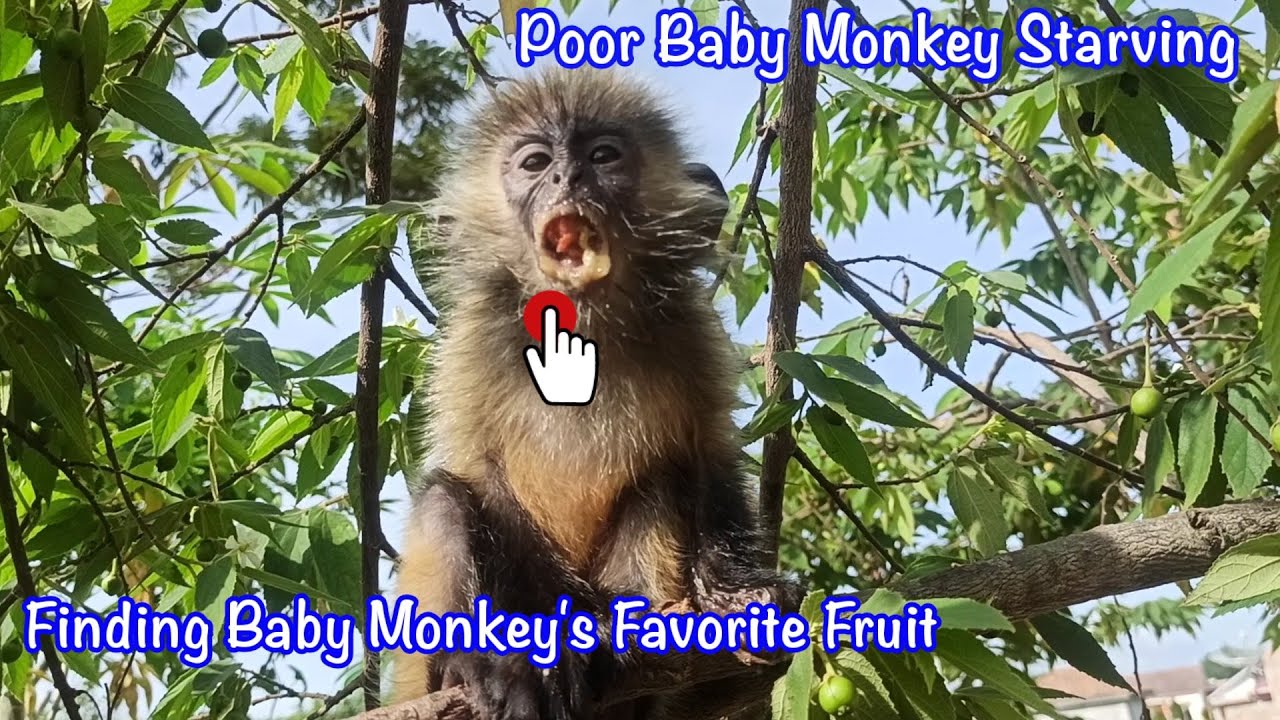 Finding Poor Baby Monkey Starving in The Forest || Menemukan Bayi Monyet Kelaparan Di Hutan