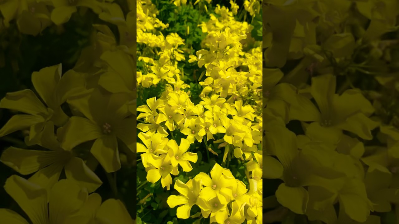 Yellow shamrock ☘️ blossoms 