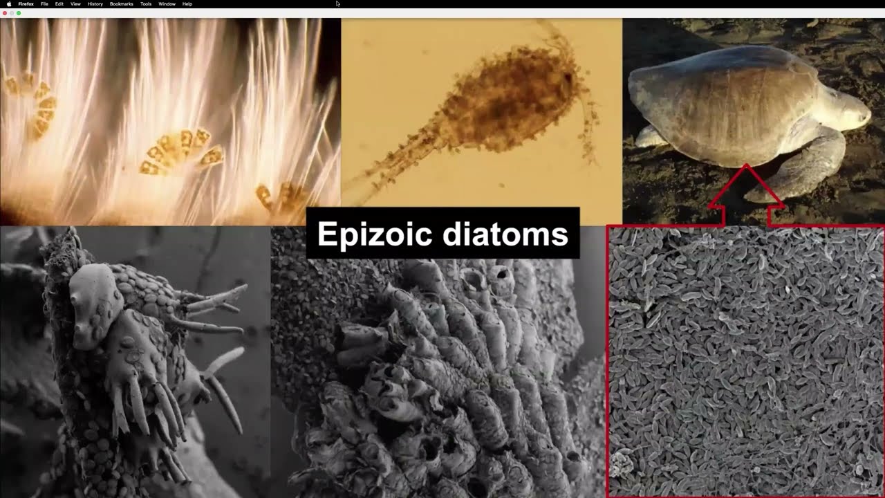 Roksana Majewska - Marine megafauna diatoms