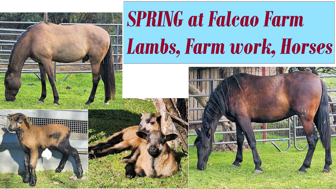 FALCAO FARM - 24/7 LIVESTREAM Special ! #horse #sports #equestrian #farming