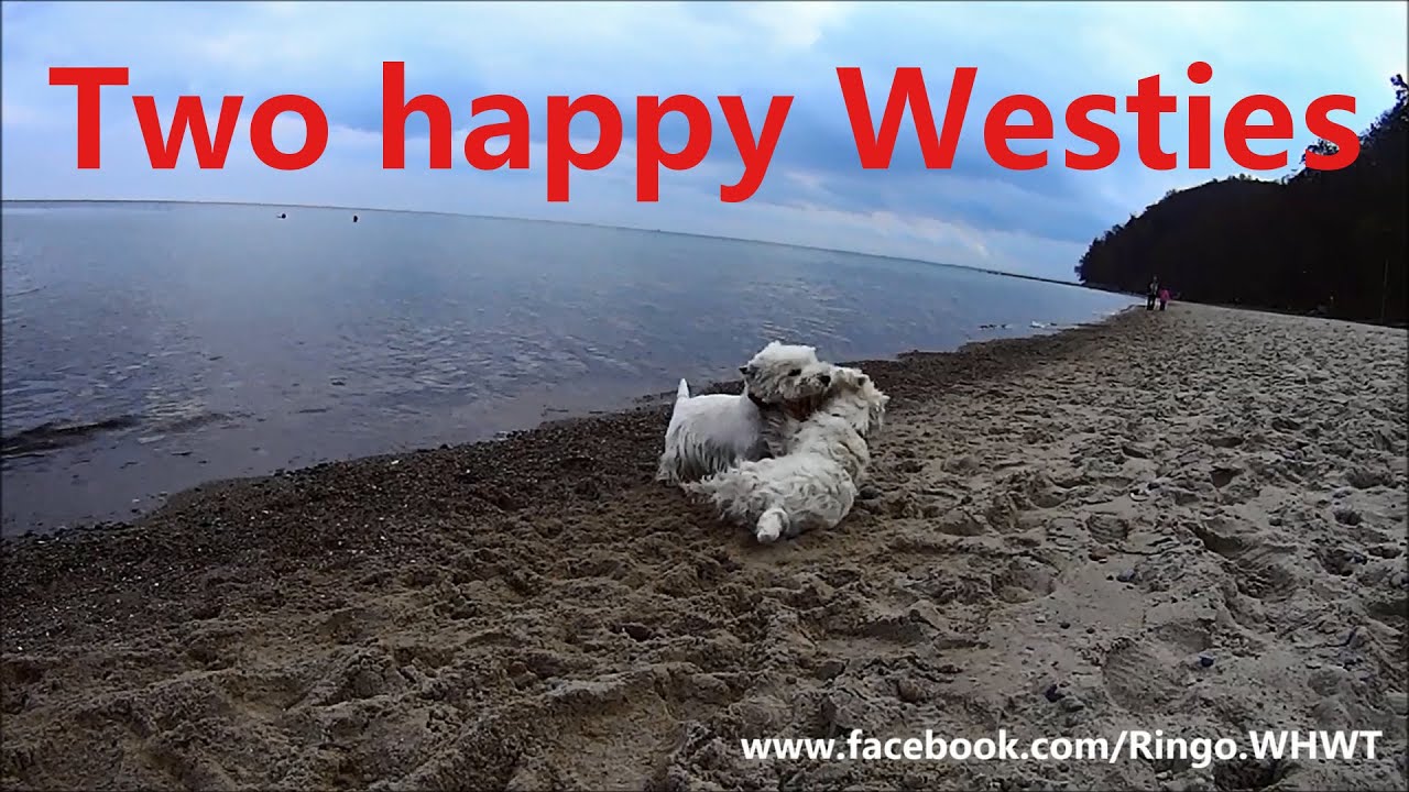 Happy Westies at the Gdynia beach.