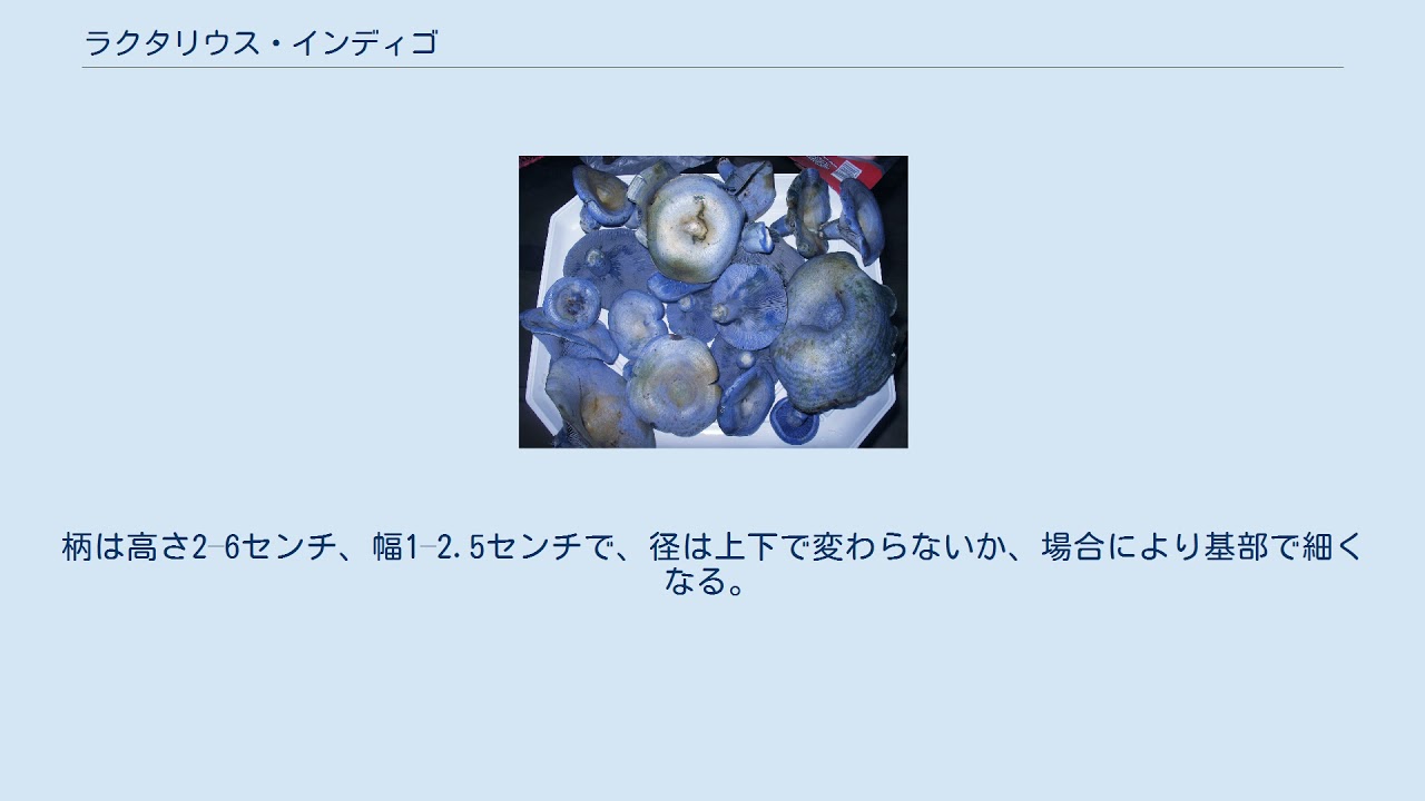 ラクタリウス・インディゴ