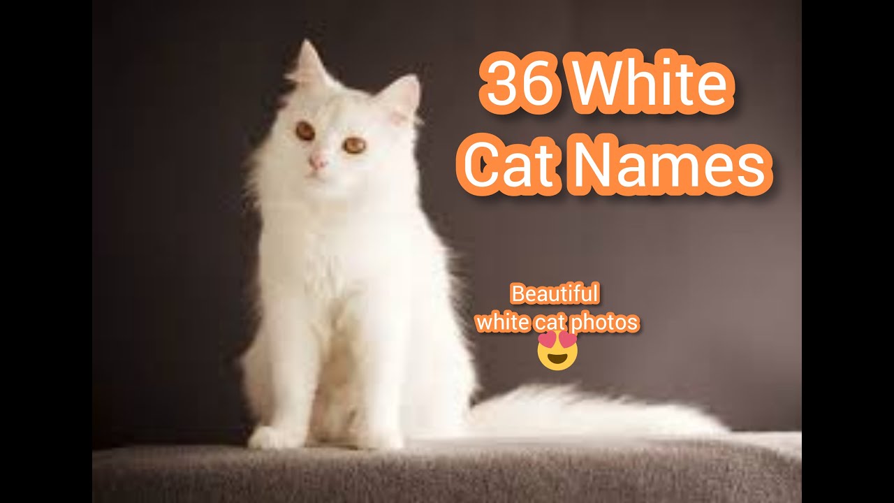 36 White Cat Names | Male And Female Names For Your Pure White Feline