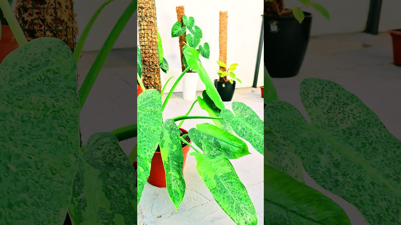 PHILODENDRON JOSE BUONO