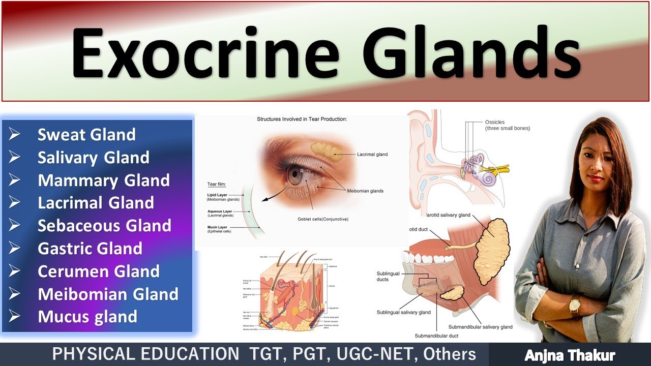 Exocrine System | Exocrine Glands - Function & Location