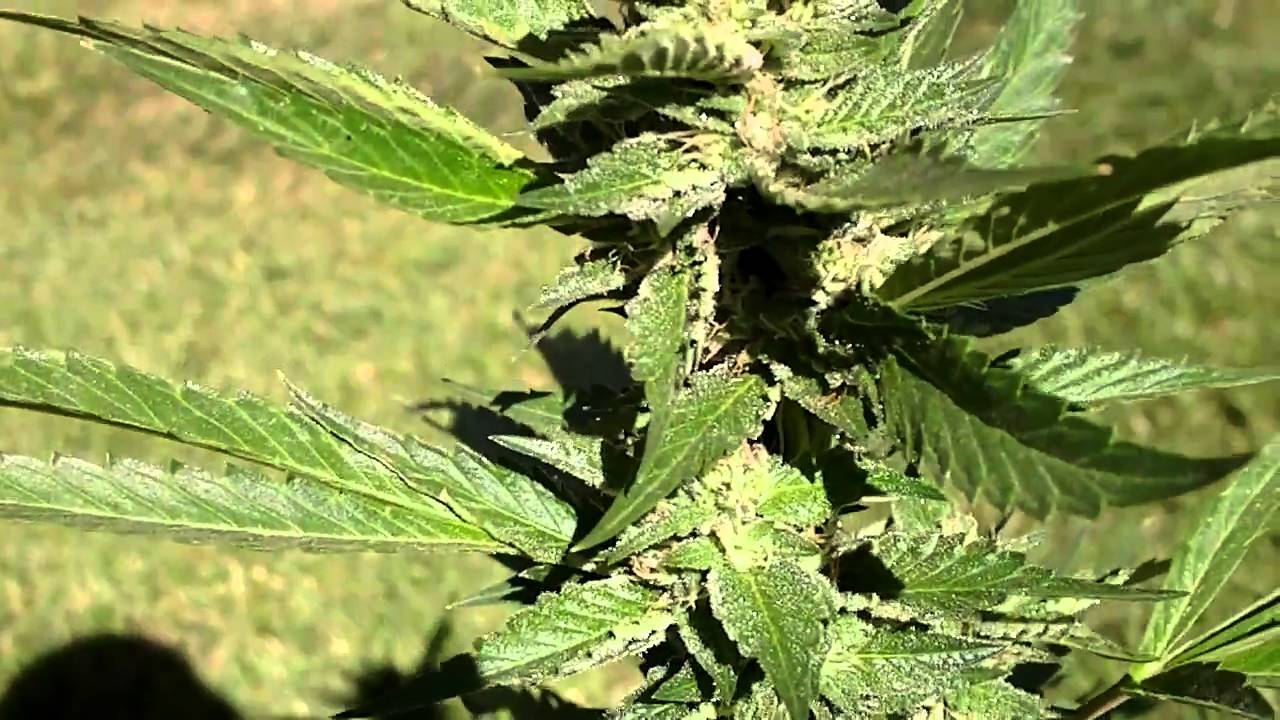Tahoe OG Update