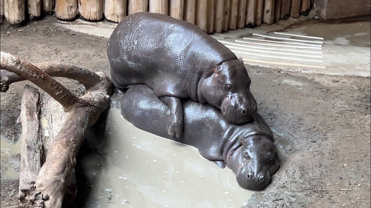 January 14 and 18 2026 Harvey's Hippo 
