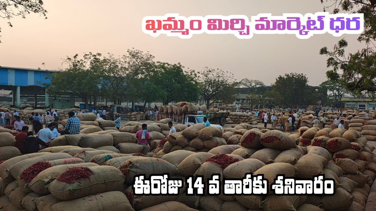 14/02/2026 khammam mirchi market price khammam mirchi market today #dharalu #mirchi#mirchiratetoday