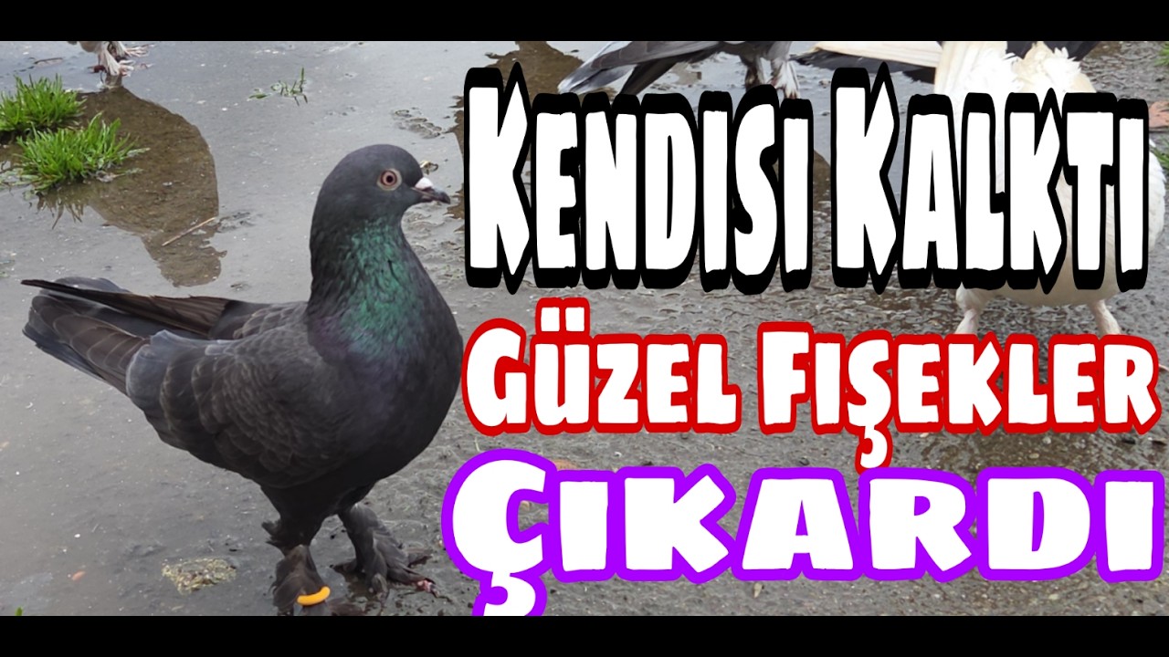 Çılgının Kendisi Kalktı. Güzel Fişekler Çıkardı