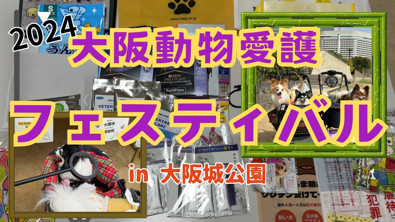 【犬イベント】大阪動物愛護フェスティバル2024in大阪城公園[元保護犬チワワとパピヨンのかほご犬s]犬のいる暮らし/愛犬と楽しく過ごすために