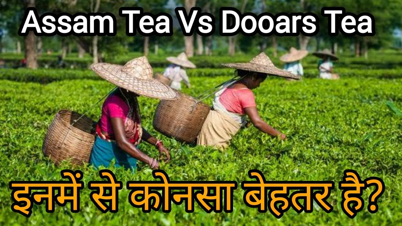 Dooars Tea Vs Assam Tea | Which One Is Better? | Naturolled Tea