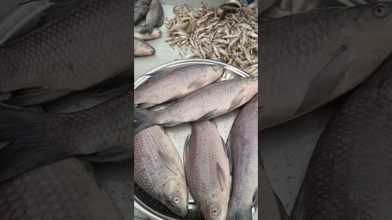 ঘোনাপাড়া বাজার মধুমতি নদীর মাছ #Robin vlogs #fish #viral #fishing 