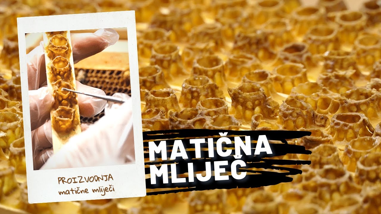 BOJE ZEMLJE Proizvodnja matične mliječi