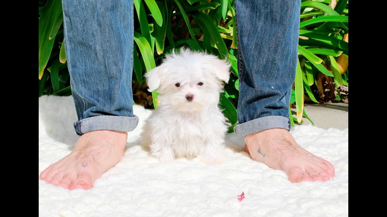 Peanut, The Smallest Micro Maltese Male Puppy in the U.S.!