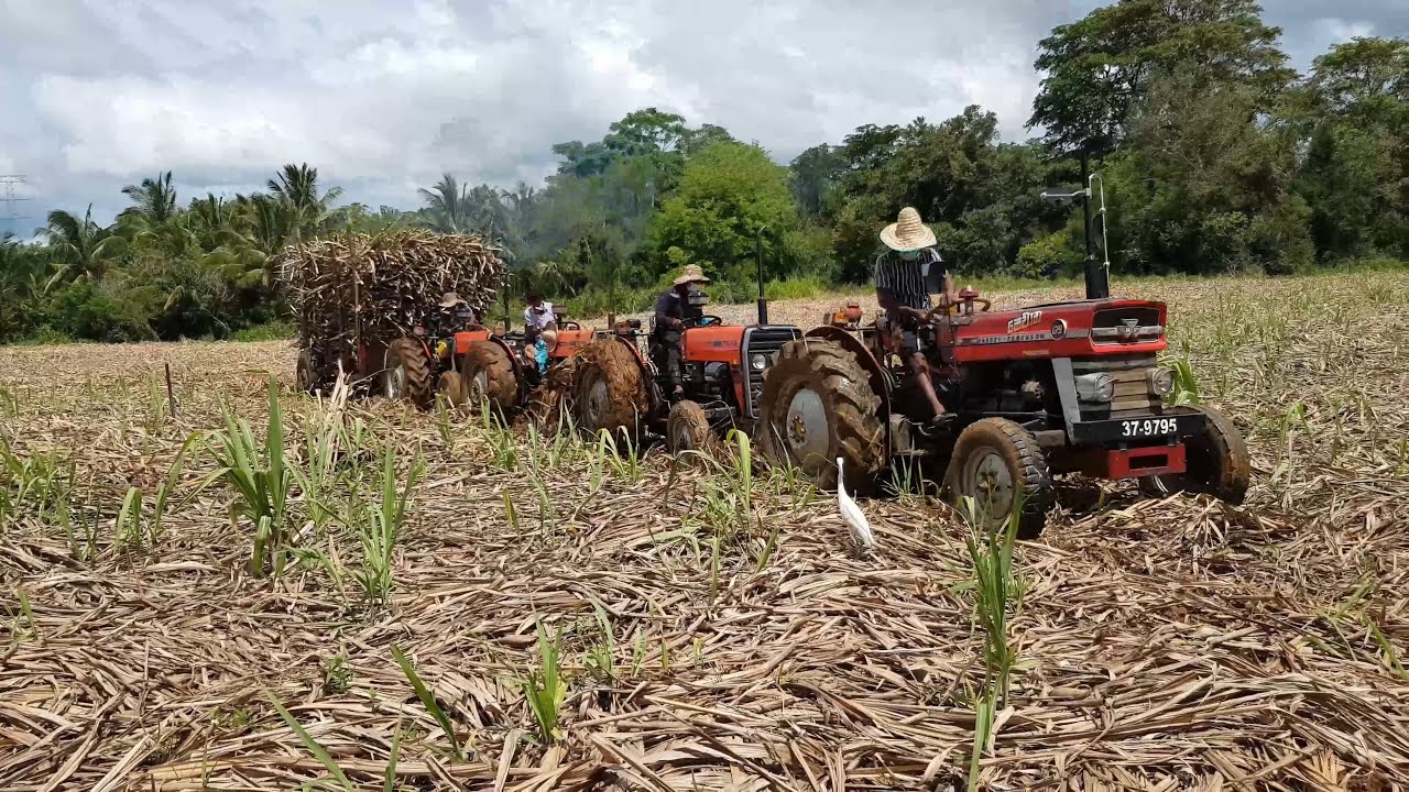 tafe 45 di and massey ferguso 135  struck with sugercan load