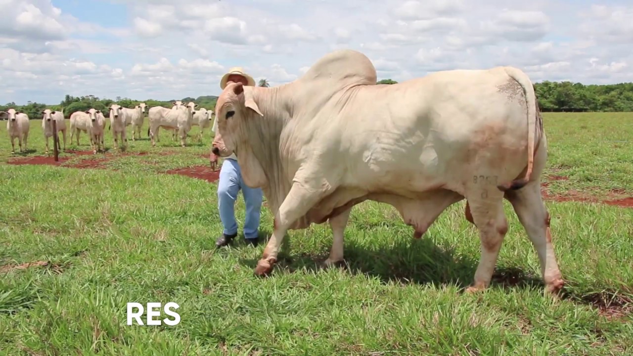 #ÁguaTirada - a história do Grupo Agropecuário (MS)