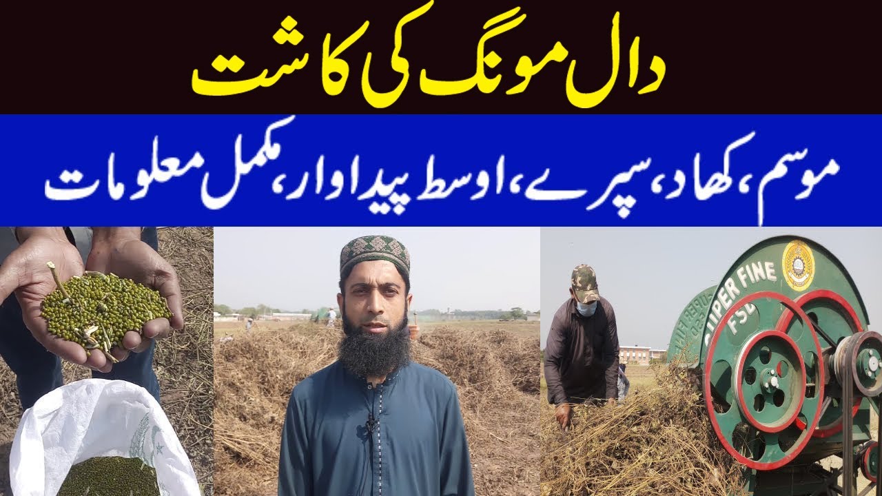 Moong Cultivation in Pakistan | Moong ki kasht | Green Gram | Pulses Cultivation in Pakistan.