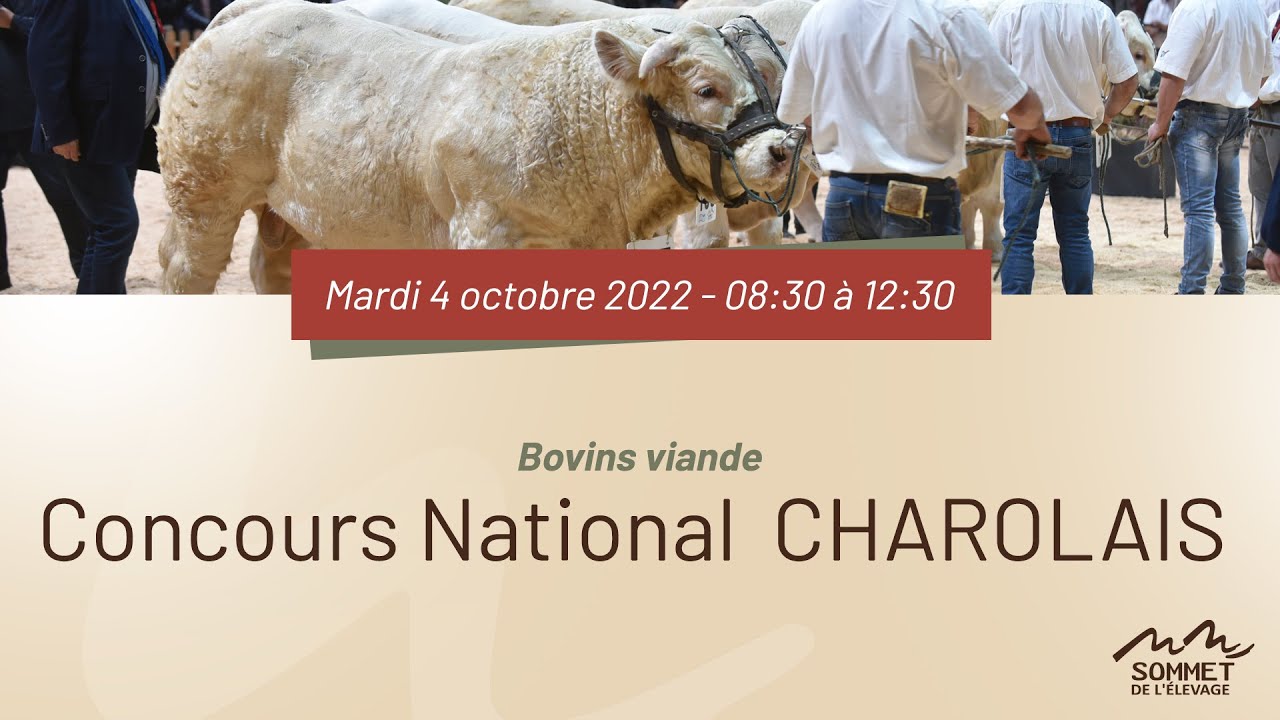 Sommet de l'élevage 2022 - Concours National CHAROLAIS - 04/10/2022