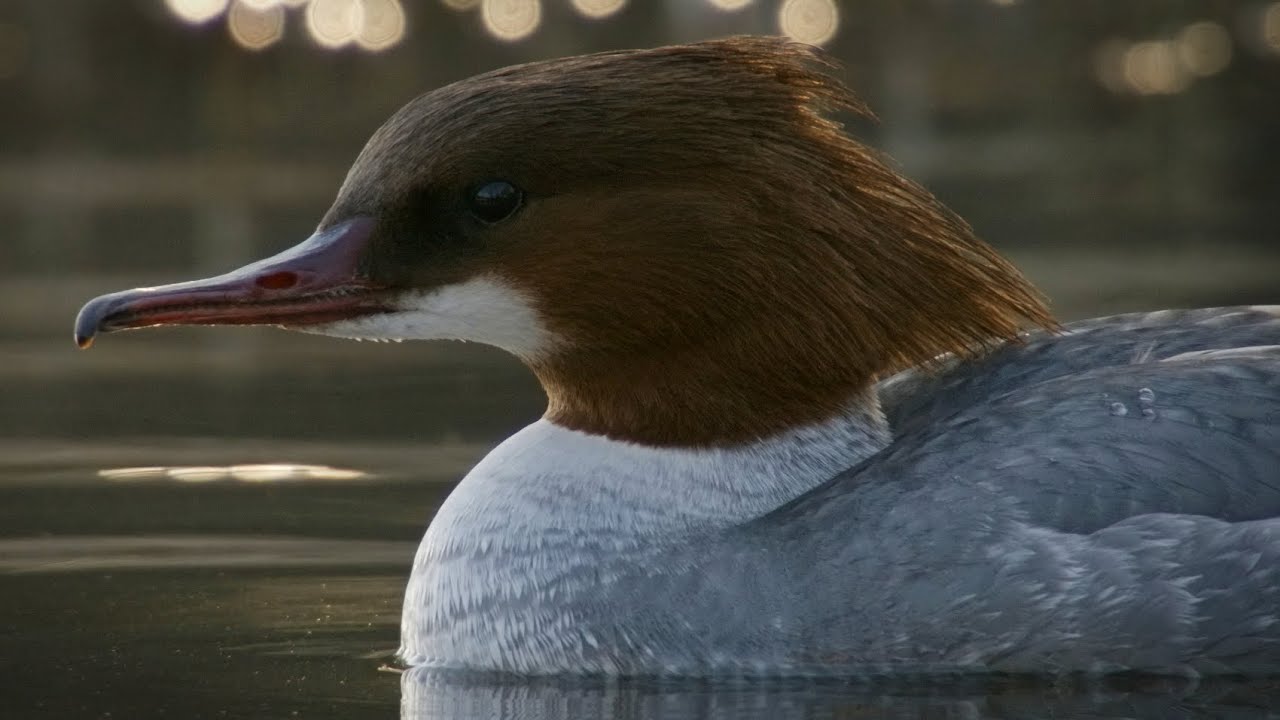 Filming Common Mergansers from a hide