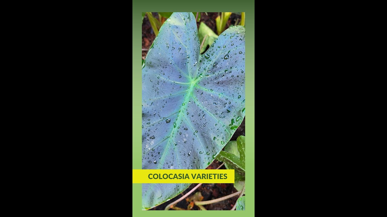EP.1 Plant Tour 2022 Colocasia Varieties Outdoor Plants ,Thailand @thefirstplant