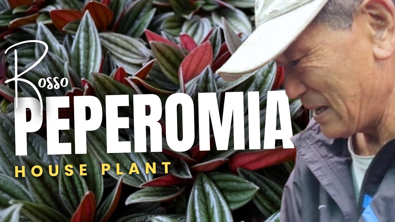 “Brother Talk: Real Conversations” Rosso Plants