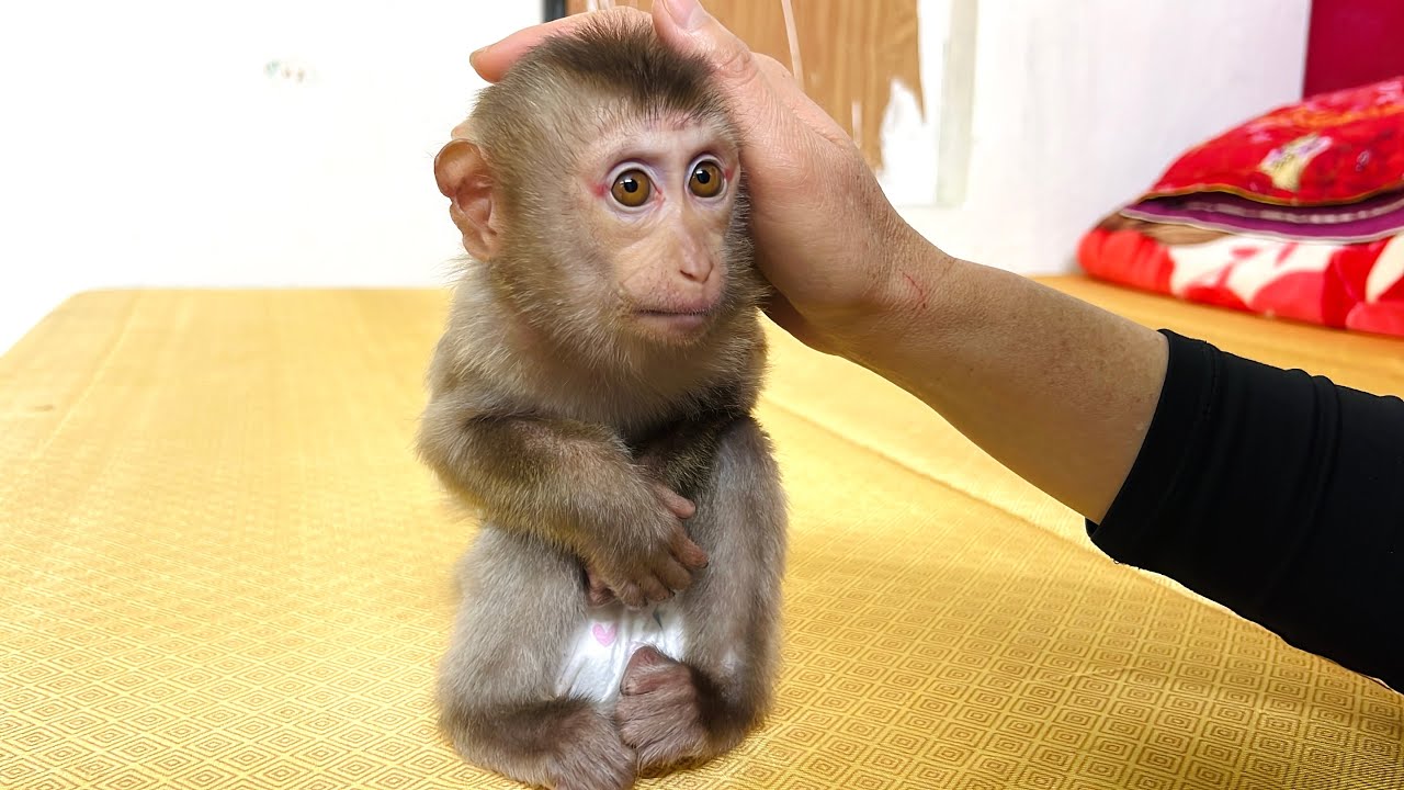 Monkey Tina adorable moment when her mother caresses and loves her