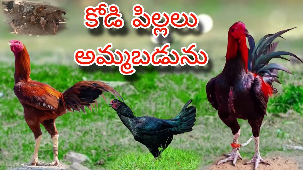 #KVR BREEDES#6309164193#bhimavaram chicks#peru cross chicks#chicks#patta punju#birds#chicken#viral