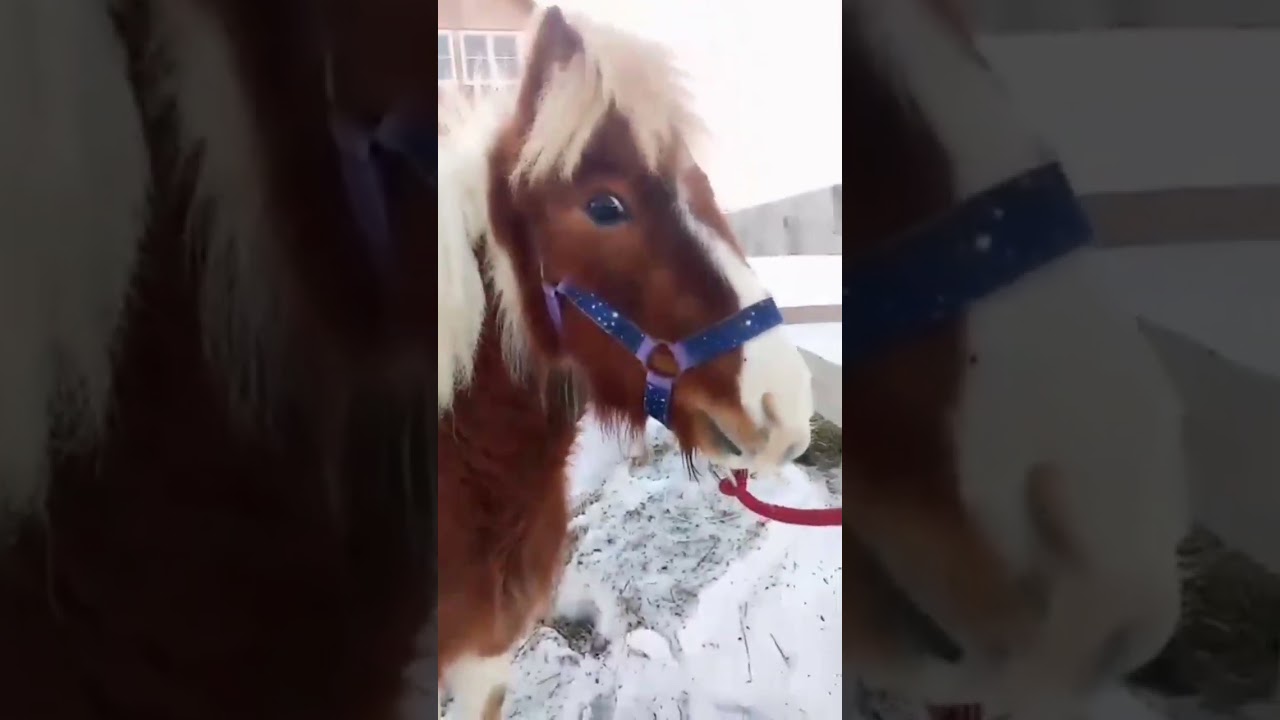 этот звук = характер Луни 😂 тг Катерина Катюшкина 