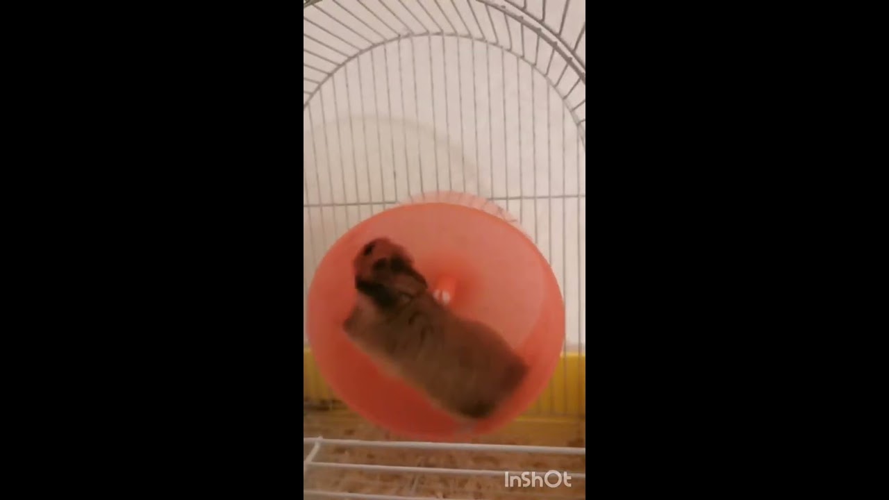 Per chi ama gli animali ecco a voi il mio criceto🐹🐿️🦔🐁🐭