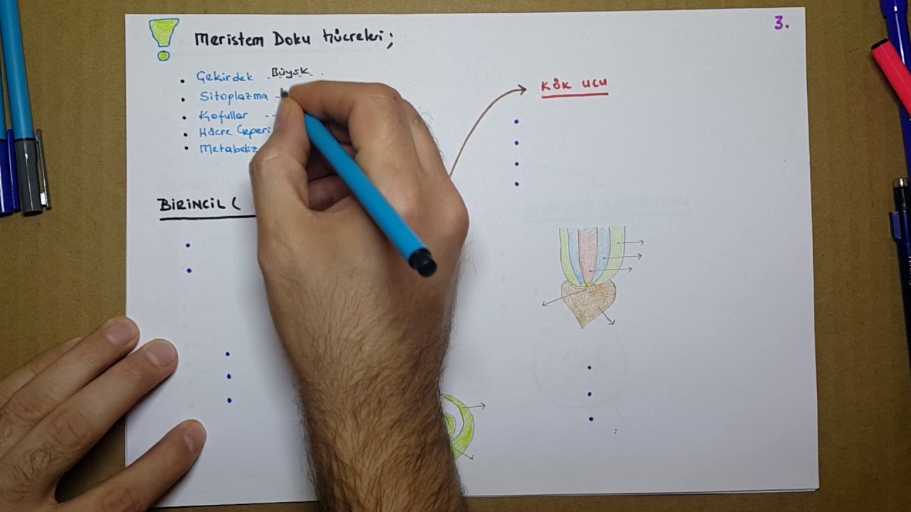 (TYT YKS )BİTKİ FİZYOLOJİSİ 1