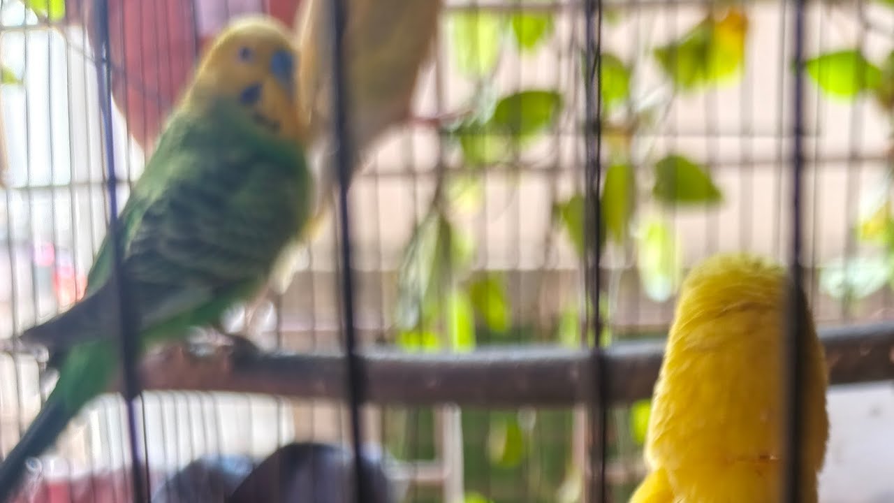 ২ লাইভে আমার বাজিগার পাখিগুলো দেখুন 🐦