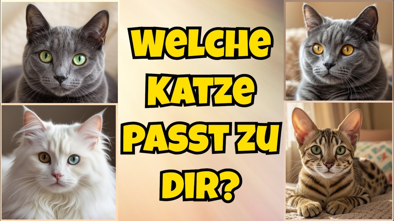 Russisch Blau, Chartreux, Türkisch Angora, Savannah-Katze – Welche KATZE passt zu MIR?