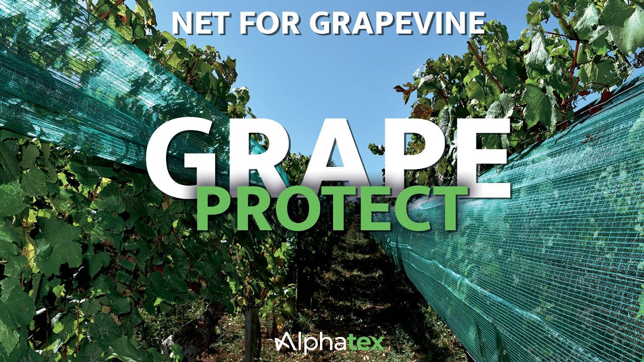 Grape Protect: Protection net for vineyards - Alphatex