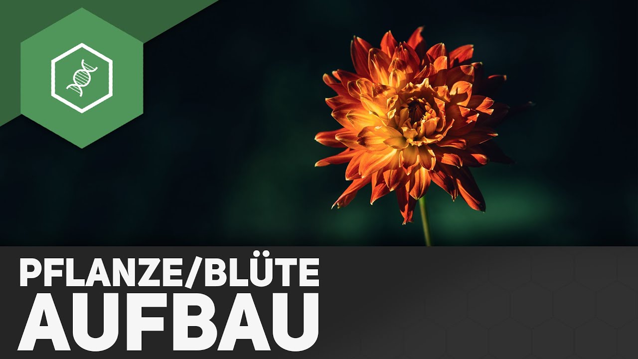 Pflanze und Bl&uuml;te Aufbau - einfach erkl&auml;rt