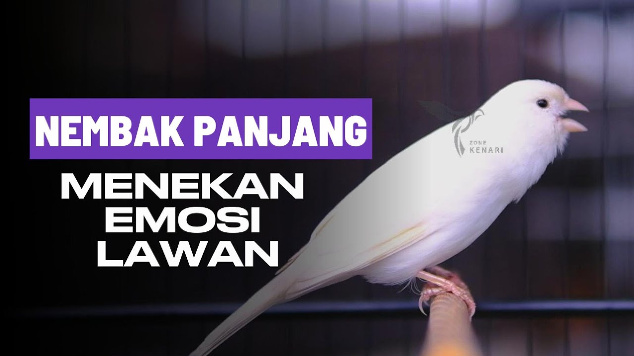 KENARI CENGKOK MEWAH DURASI PANJANG | masteran paling AMPUH Cocok untuk pancingan kenari paud