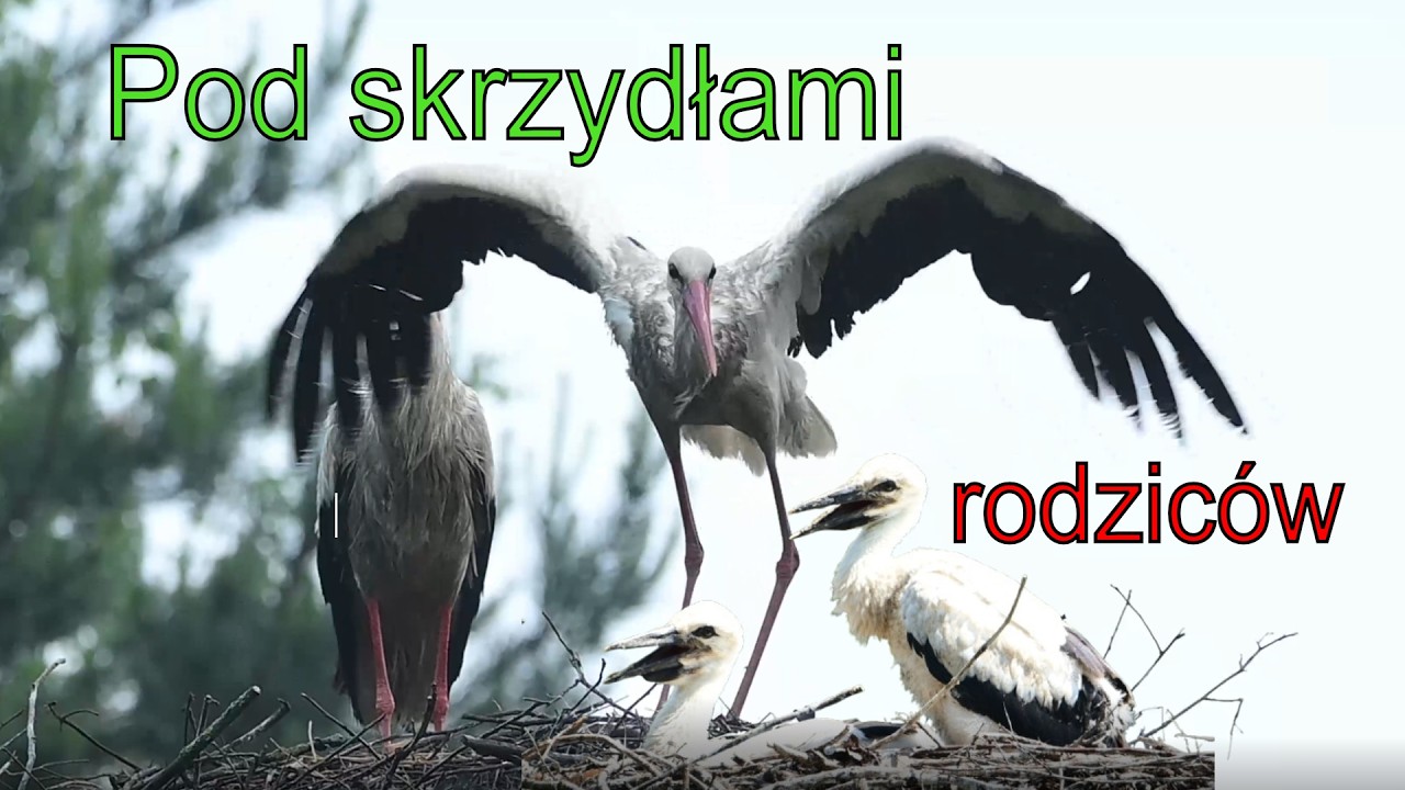 Bociany w gnieździe.