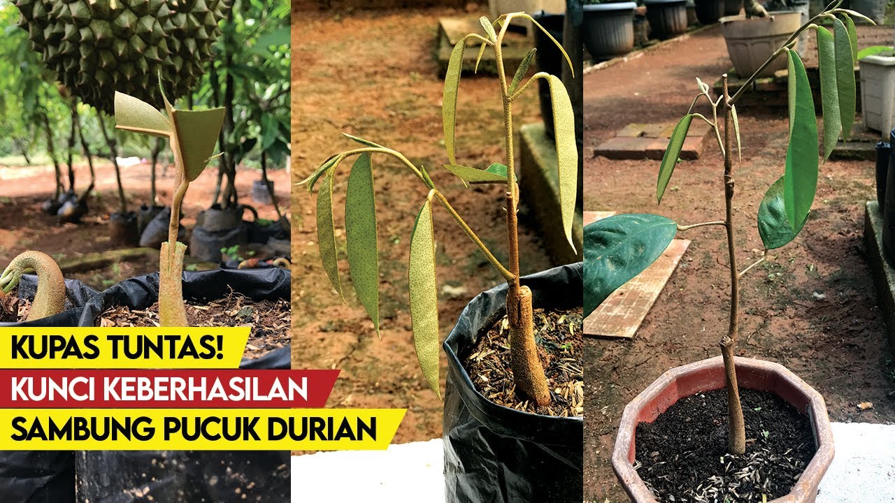 Bongkar Total Teknik Sambung Pucuk Durian Anti Gagal | Khusus Pemula!